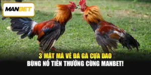 3 Mật Mã Về Đá Gà Cựa Dao Bùng Nổ Tiền Thưởng Cùng ManBet
