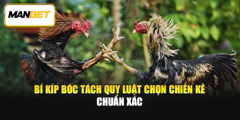 Bí kíp bóc tách quy luật chọn chiến kê chuẩn xác