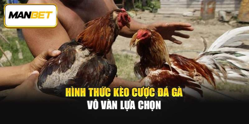 Hình thức kèo cược đá gà vô vàn lựa chọn