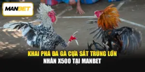 Khai Phá Đá Gà Cựa Sắt Trúng Lớn Nhân X500 Tại ManBet