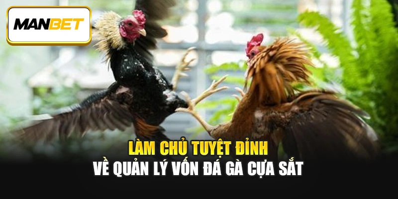 Làm chủ tuyệt đỉnh về quản lý vốn đá gà cựa sắt