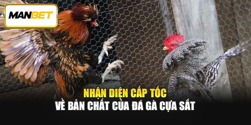 Nhận diện cấp tốc về bản chất của Đá gà cựa sắt