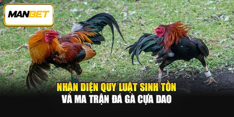 Nhận diện quy luật sinh tồn và ma trận Đá gà cựa dao