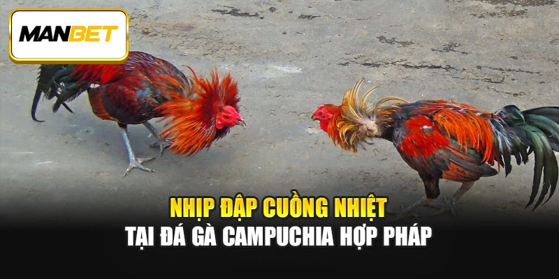 Nhịp đập cuồng nhiệt tại đá gà Campuchia hợp pháp
