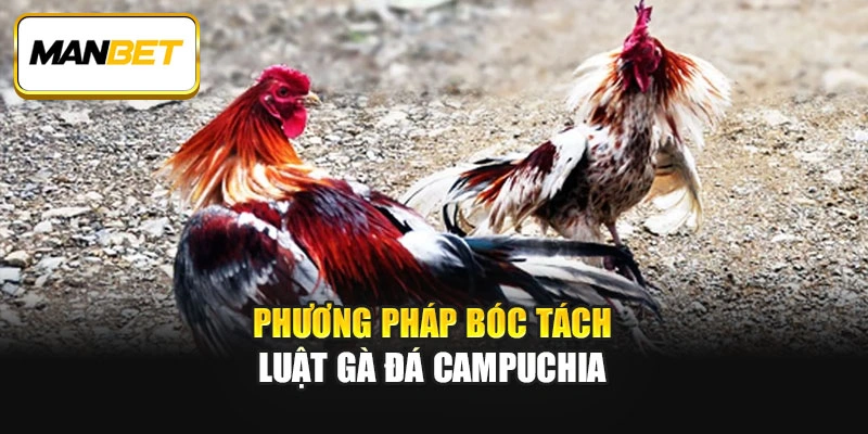 Phương pháp bóc tách luật gà đá Campuchia